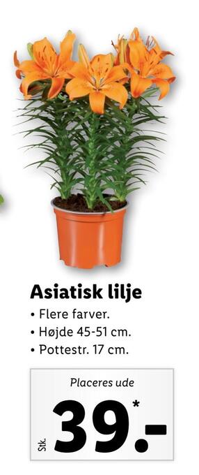 Lidl Asiatisk lilje tilbud