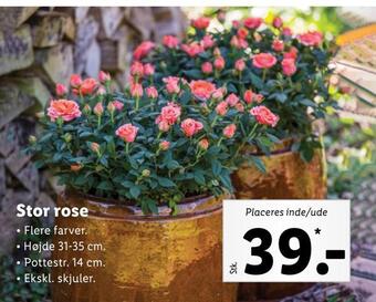 Lidl Stor rose tilbud
