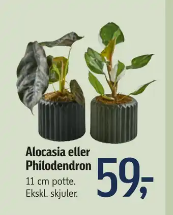 Føtex Alocasia eller philodendron tilbud