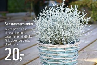 Ukendt planter