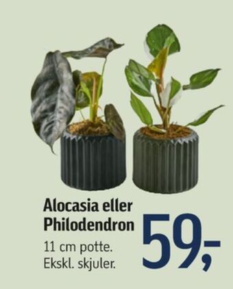 Føtex Ukendt planter tilbud