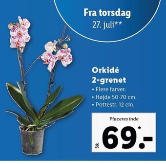 Lidl Orkidé 2-grenet tilbud