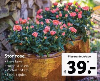Stor rose