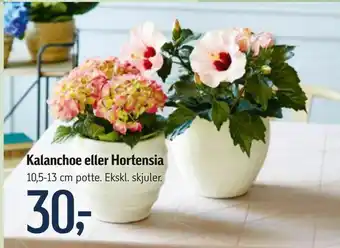 Føtex Kalanchoe eller Hortensia tilbud