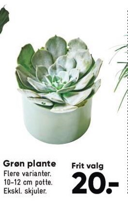 Bilka Grøn plante tilbud