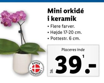 Lidl Mini orkidé i keramik tilbud