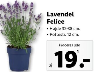 Lidl Lavendel Felice tilbud