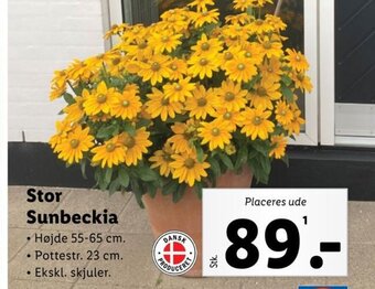 Lidl Stor Sunbeckia tilbud