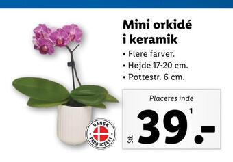 Lidl Mini orkidé i keramik tilbud