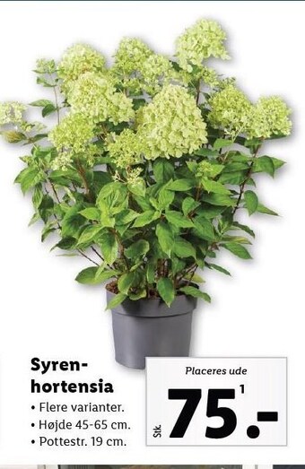 Lidl Syrenhortensia tilbud