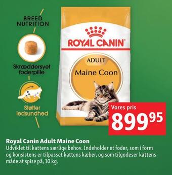Maxi Zoo Royal canin adult maine coon tilbud