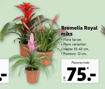 Let-Køb Bromelia Royal miks tilbud