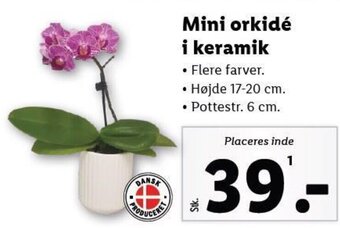 Lidl Mini orkidé i keramik tilbud