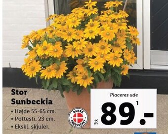 Lidl Stor Sunbeckia tilbud