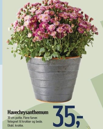 Føtex Havechrysanthemum tilbud
