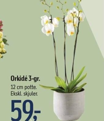 Føtex Orkidé 3-gr. tilbud