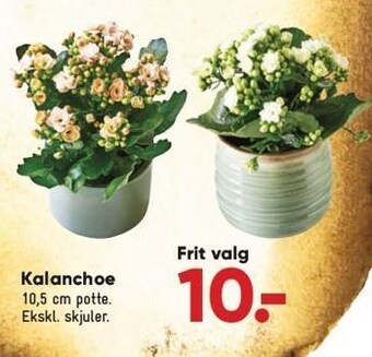Bilka Kalanchoe tilbud