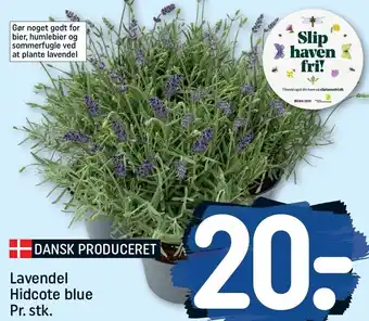 Lavendel