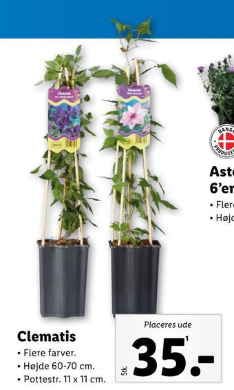 Lidl Clematis tilbud
