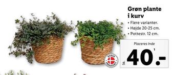 Lidl Grøn plante i kurv tilbud