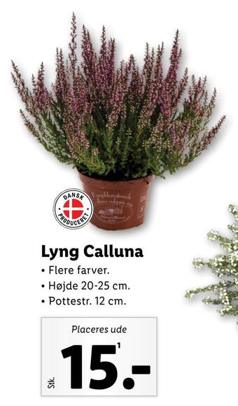 Lidl Lyng calluna tilbud