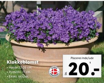Lidl Klokkeblomst tilbud