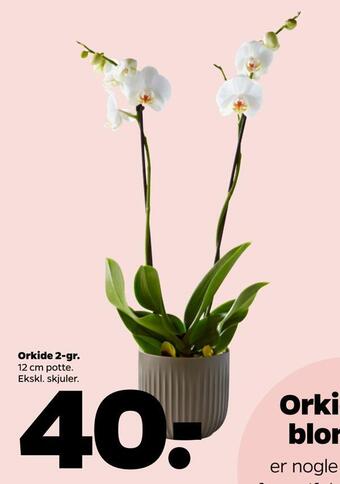 Netto Orkide 2-gr tilbud