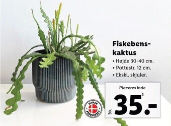 Fiskebens kaktus
