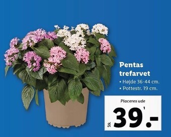 Lidl Pentas trefarvet tilbud