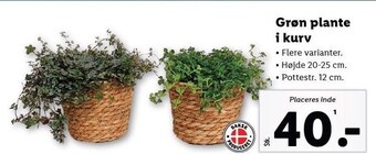Lidl Grøn plante i kurv tilbud