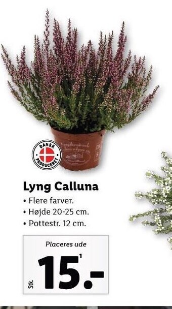 Lidl Lyng calluna tilbud