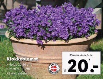Lidl Klokkeblomst tilbud