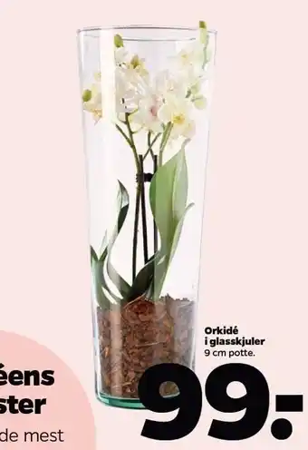 Netto Orkidé i glasskjuler tilbud