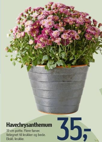 Føtex Ukendt planter tilbud