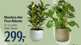 Føtex Ukendt planter tilbud