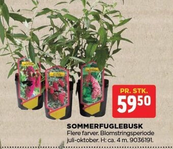 jem & fix SOMMERFUGLEBUSK tilbud
