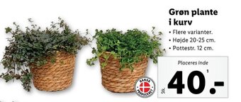 Lidl Grøn plante i kurv tilbud