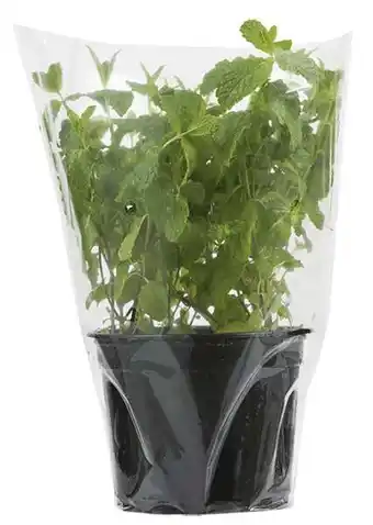 REMA 1000 Øko. mynte, 1 ct tilbud