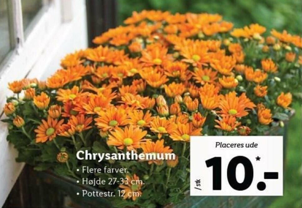 Chrysanthemum tilbud hos Lidl