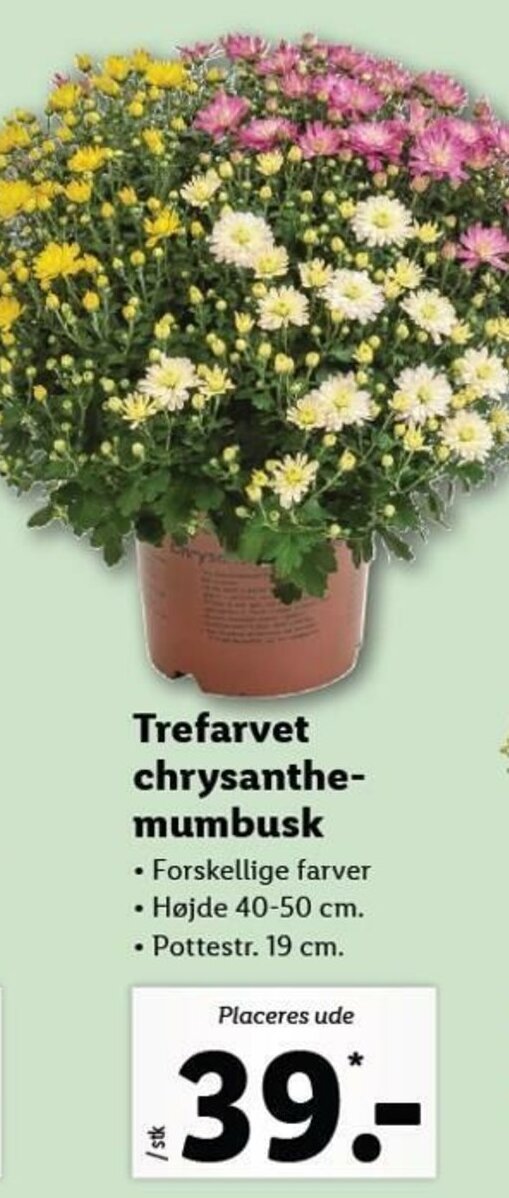 Trefarvet Chrysanthemumbusk tilbud hos Lidl