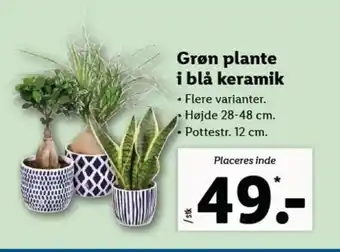 Lidl Grøn Plante i Blå Keramik tilbud