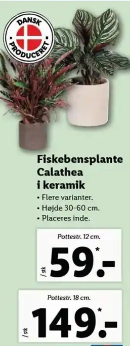 Lidl Fiskebensplante Calathea i Keramik 18 cm tilbud