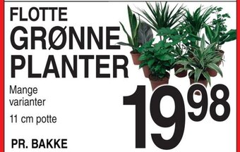FLOTTE GRØNNE PLANTER