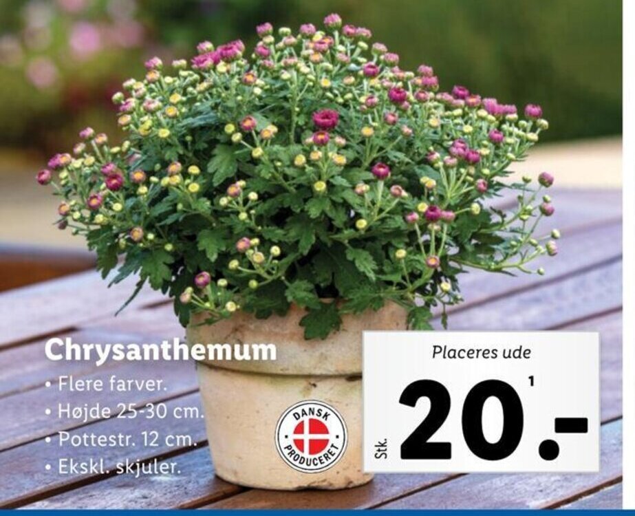 Chrysanthemum tilbud hos Lidl