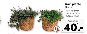 Lidl Grøn plante i kurv tilbud