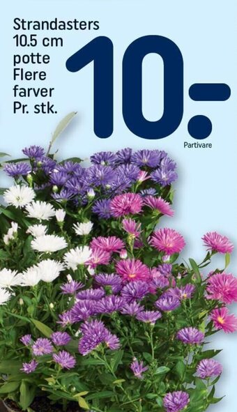REMA 1000 Strandasters 10.5 cm potte Flere farver Pr. stk. tilbud