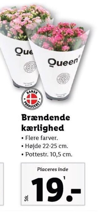 Lidl Brændende kærlighed Flere farver. tilbud