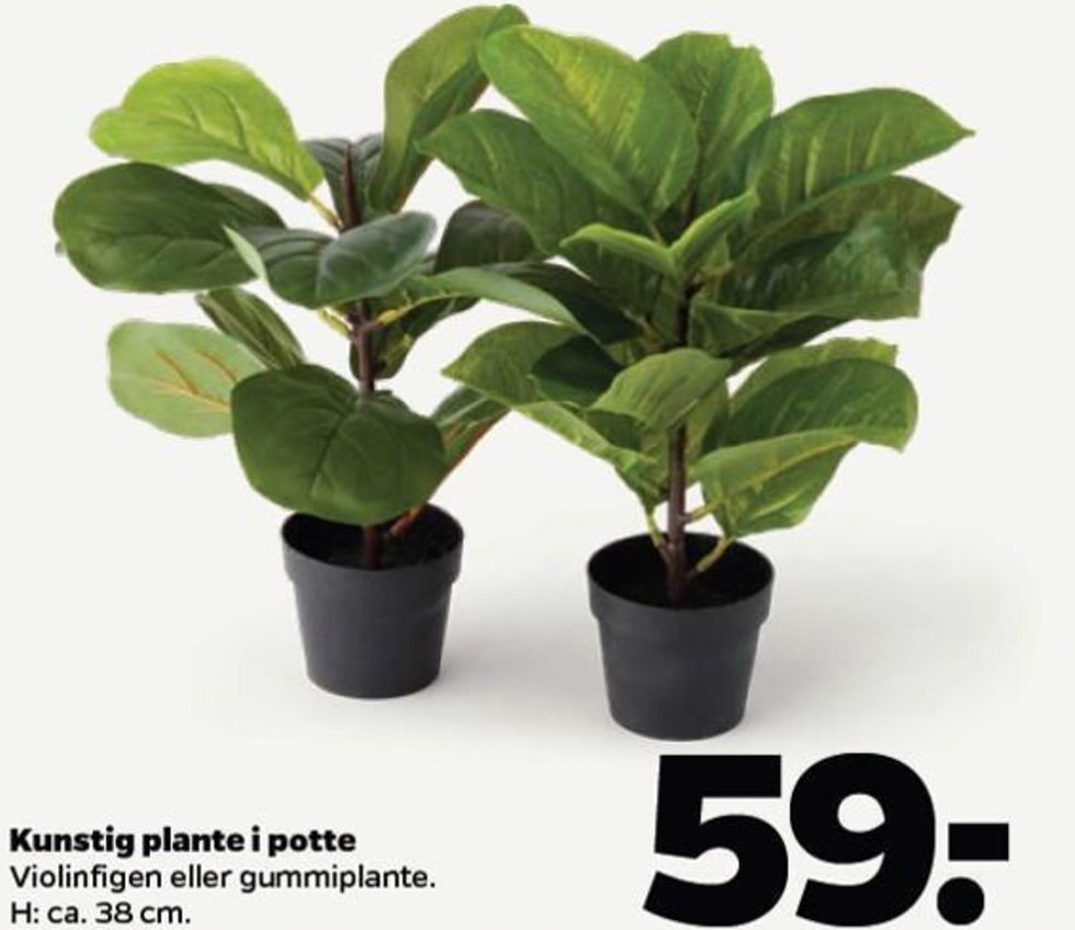Kunstig plante i potte Violinfigen eller gummiplante. tilbud hos Netto