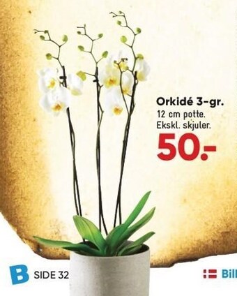 Orkidé 3-gr.