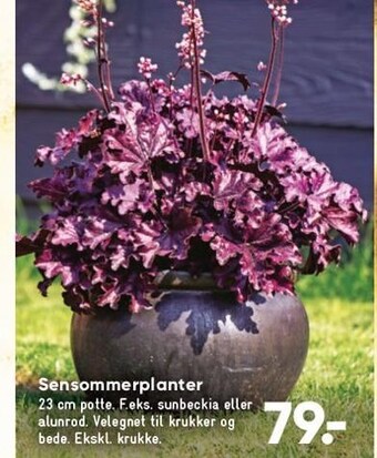 Bilka Sensommerplanter tilbud
